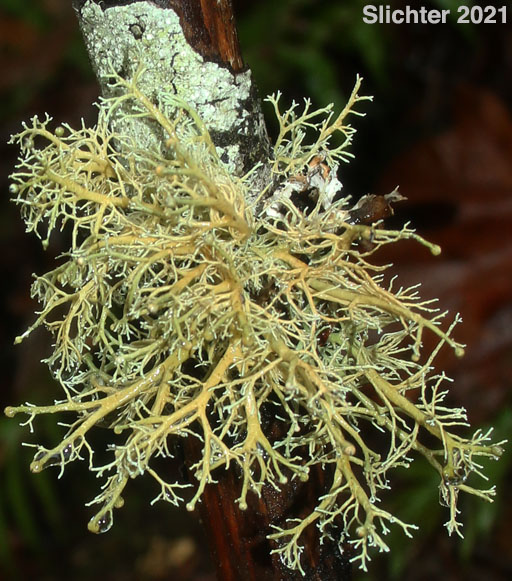 Ball-headed Coral Lichen, Clustered Coral, Common Christmas-tree, Globe Ball Lichen: Sphaerophorus tuckermanii (Synonyms: Sphaerophorus globeriferus var. gracilis, Sphaerophorus globosus var. gracilis) (Sphaerophoraceae)
