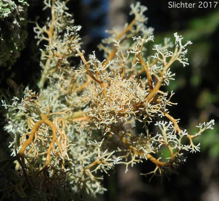 Ball-headed Coral Lichen, Clustered Coral, Common Christmas-tree, Globe Ball Lichen: Sphaerophorus tuckermanii (Synonyms: Sphaerophorus globeriferus var. gracilis, Sphaerophorus globosus var. gracilis) (Sphaerophoraceae)