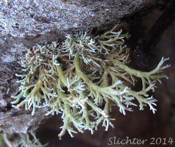 Clustered coral as seen along the old railroad trail along the southern bank of the East Fork Lewis River opposite from Moulton Falls County Park, Clark County, Washington........January 25, 2014.