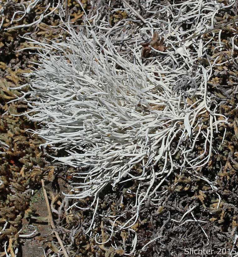 Whiteworm Lichen, White Worm Lichen: Thamnolia vermicularis
