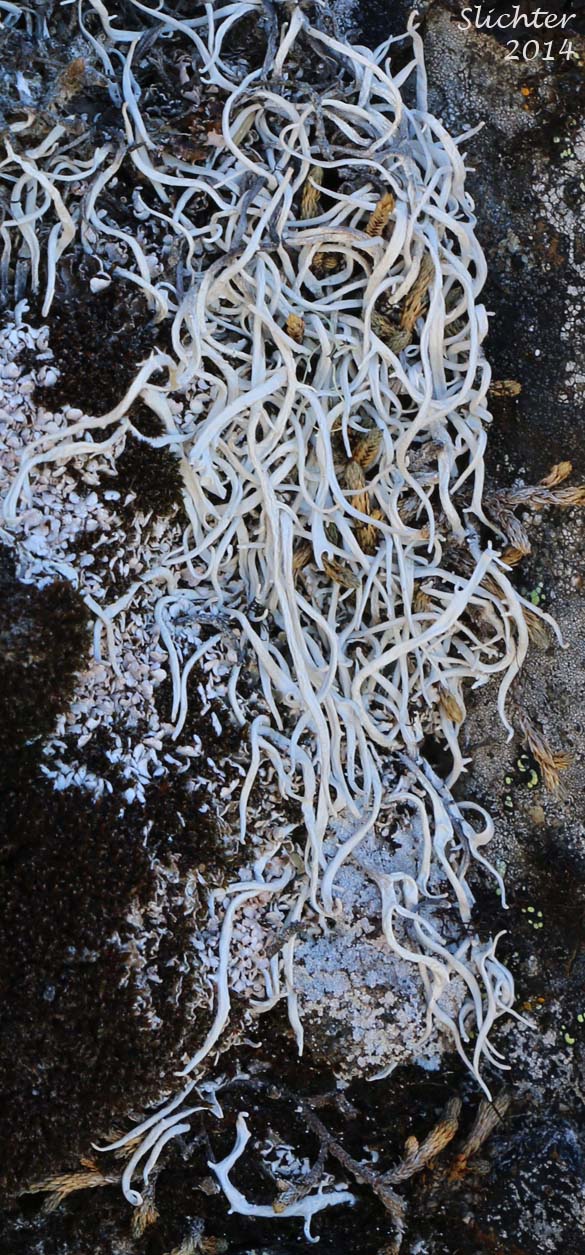 Whiteworm Lichen, White Worm Lichen: Thamnolia vermicularis