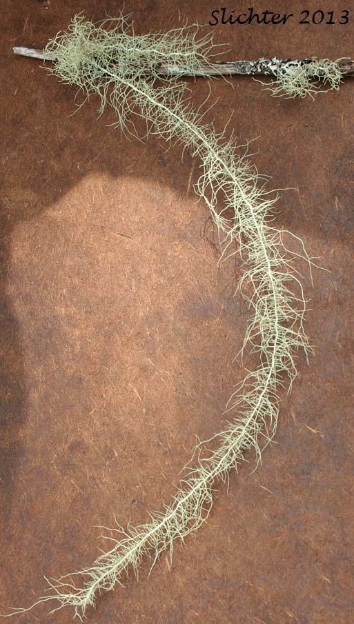 Old Man's Beard, Beard Lichen, Methuselah's Beard Lichen: Usnea longissima (Synonym: Dolichousnea longissima)