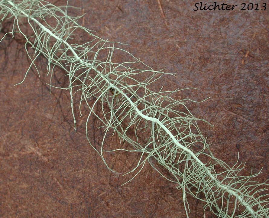 Old Man's Beard, Beard Lichen, Methuselah's Beard Lichen: Usnea longissima (Synonym: Dolichousnea longissima)