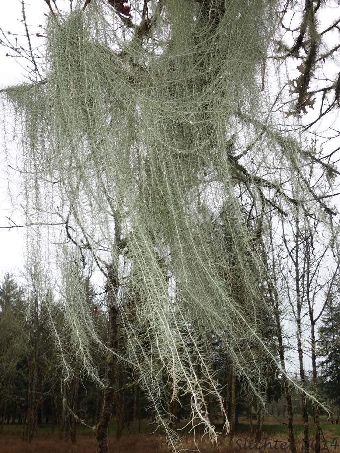 Old Man's Beard, Beard Lichen, Methuselah's Beard Lichen: Usnea longissima (Synonym: Dolichousnea longissima)