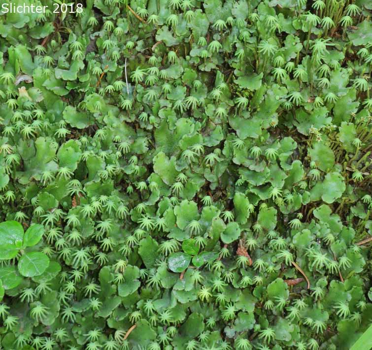 Common Liverwort, Umbrella Liverwort - Marchantia polymorpha (Synonyms: Marchantia alpestris, Marchantia aquatica)