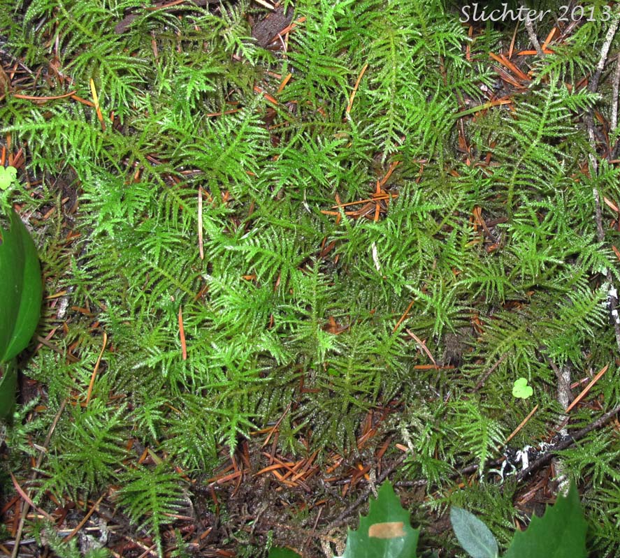 Oregon Beaked Moss, Oregon Eurhynchium Moss, Oregon Lace Moss: Eurhynchium oreganum (Synonyms: Bryhnia oregana, Kindbergia oregana, Stokesiella oregana) (Brachytheciaceae)