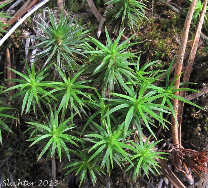 Juniper Haircap Moss, Juniper Moss, Juniper Polytrichum Moss: Polytrichum juniperinum (Synonyms: Polytrichum apiculatum, Polytrichum juniperinum var. waghornei) (Polytrichaceae)Juniper Haircap Moss, Juniper Moss, Juniper Polytrichum Moss: Polytrichum juniperinum (Synonyms: Polytrichum apiculatum, Polytrichum juniperinum var. waghornei) (Polytrichaceae)