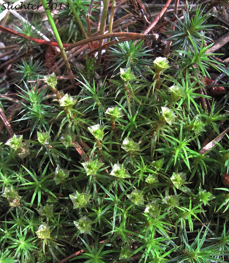 Juniper Haircap Moss, Juniper Moss, Juniper Polytrichum Moss: Polytrichum juniperinum (Synonyms: Polytrichum apiculatum, Polytrichum juniperinum var. waghornei) (Polytrichaceae)Juniper Haircap Moss, Juniper Moss, Juniper Polytrichum Moss: Polytrichum juniperinum (Synonyms: Polytrichum apiculatum, Polytrichum juniperinum var. waghornei) (Polytrichaceae)