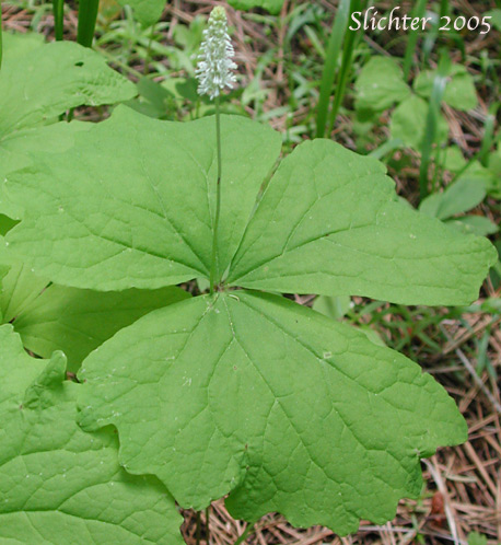 Vanillaleaf, Vanilla Leaf, Sweet-after-death, Deerfoot, Deer's-foot: Achlys triphylla (Synonyms: Achlys californica, Achlys triphylla ssp. triphylla, Leontice triphylla)