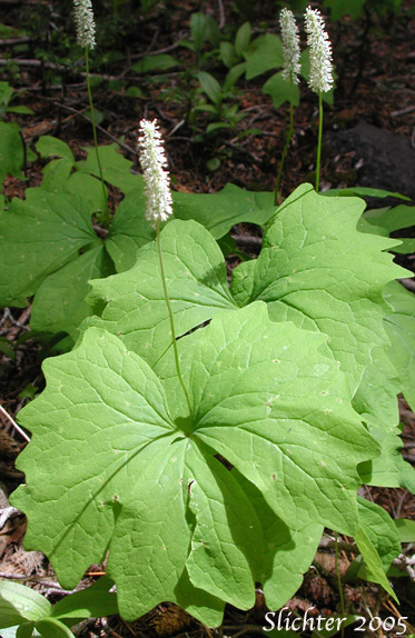 Vanillaleaf, Vanilla Leaf, Sweet-after-death, Deerfoot, Deer's-foot: Achlys triphylla (Synonyms: Achlys californica, Achlys triphylla ssp. triphylla, Leontice triphylla)