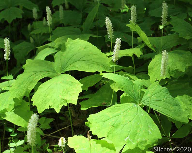 Vanillaleaf, Vanilla Leaf, Sweet-after-death, Deerfoot, Deer's-foot: Achlys triphylla (Synonyms: Achlys californica, Achlys triphylla ssp. triphylla, Leontice triphylla)