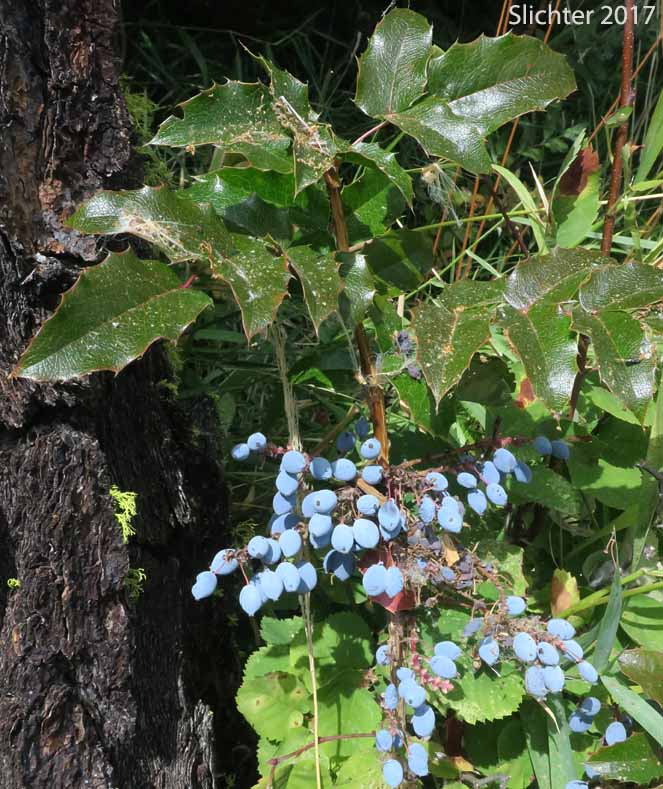 Fruits of Holly-leaf Oregon Grape, Shining Oregon Grape, Tall Oregon Grape: Berberis aquifolium (Synonyms: Berberis aquifolium var. aquifolium, Berberis nutkana, Mahonia aquifolium, Odostemon aquifolium)
