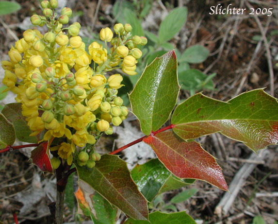 Holly-leaf Oregon Grape, Shining Oregon Grape, Tall Oregon Grape: Berberis aquifolium (Synonyms: Berberis aquifolium var. aquifolium, Berberis nutkana, Mahonia aquifolium, Odostemon aquifolium)
