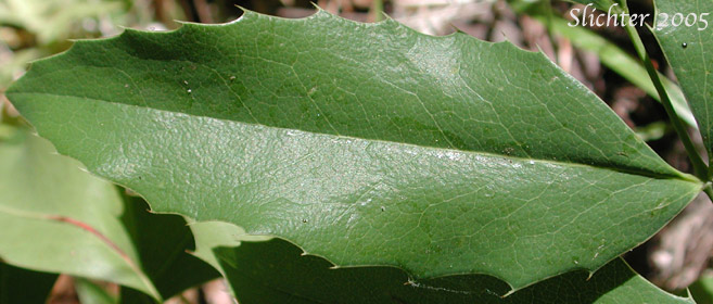 Leaflet of Creeping Oregon Grape, Low Oregon Grape: Berberis repens (Synonyms: Berberis aquifolium var. repens, Berberis nana, Berberis sonnei, Mahonia repens, Mahonia sonnei, Odostemon repens)