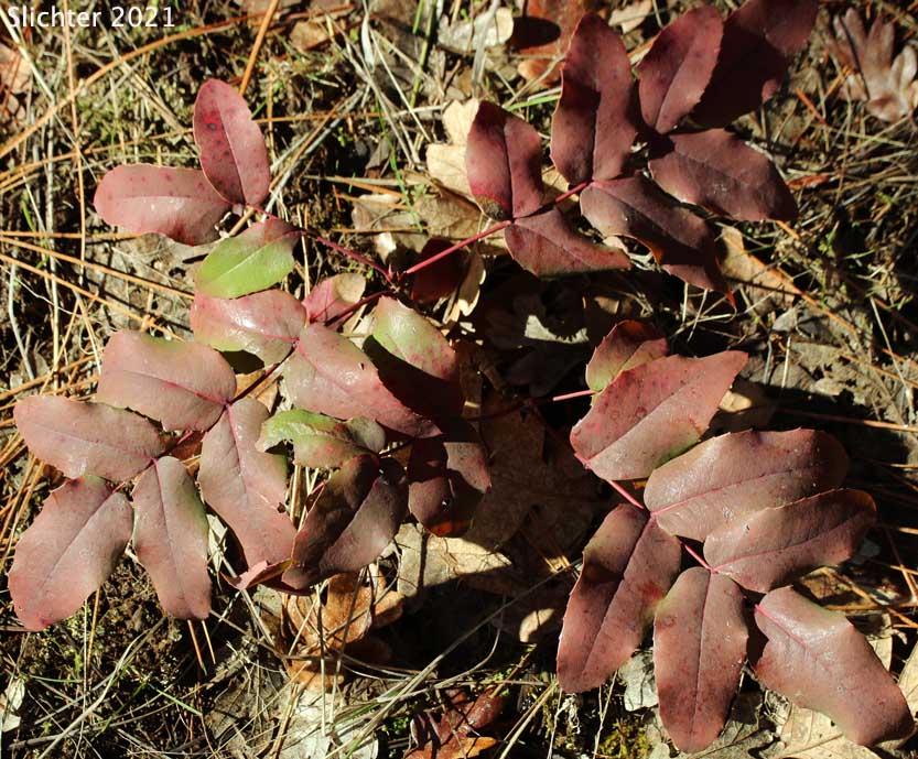Creeping Oregon Grape, Low Oregon Grape: Berberis repens (Synonyms: Berberis aquifolium var. repens, Berberis nana, Berberis sonnei, Mahonia repens, Mahonia sonnei, Odostemon repens)