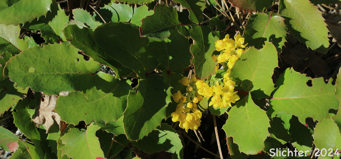 Creeping Oregon Grape, Low Oregon Grape: Berberis repens (Synonyms: Berberis aquifolium var. repens, Berberis nana, Berberis sonnei, Mahonia repens, Mahonia sonnei, Odostemon repens)