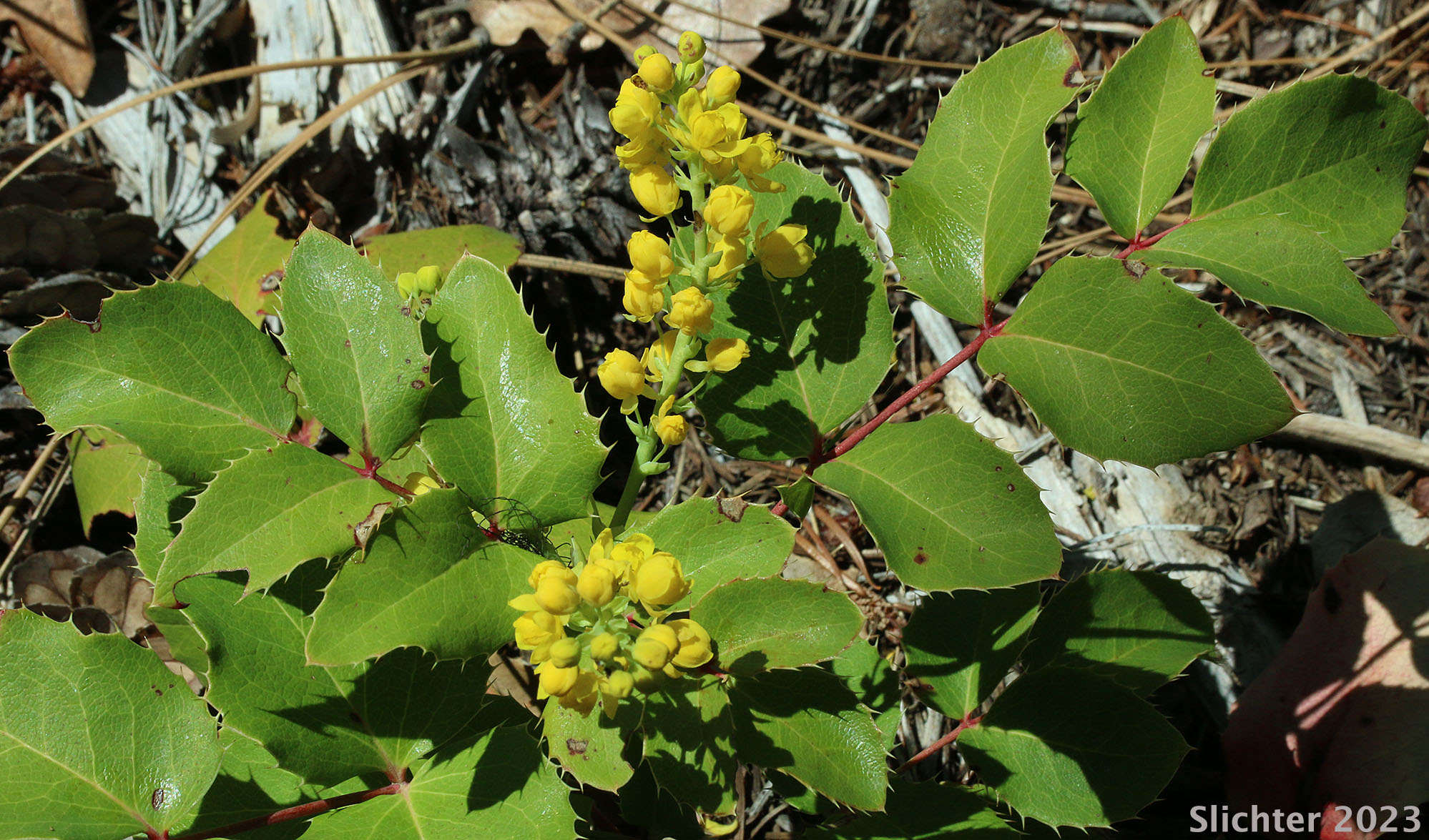 Creeping Oregon Grape, Low Oregon Grape: Berberis repens (Synonyms: Berberis aquifolium var. repens, Berberis nana, Berberis sonnei, Mahonia repens, Mahonia sonnei, Odostemon repens)