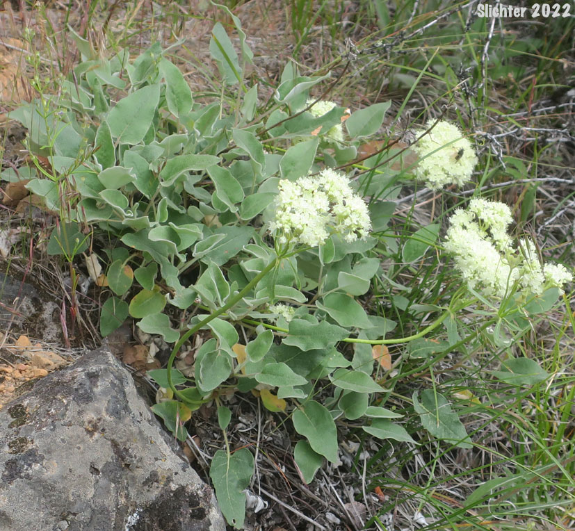 Arrowleaf Buckwheat, Heart-leaf Buckwheat, Northern Buckwheat: Eriogonum compositum var. compositum (Synonyms: Eriogonum compositum var. citrinum, Eriogonum compositum var. pilicaule, Eriogonum johnstonii, Eriogonum pilicaule)