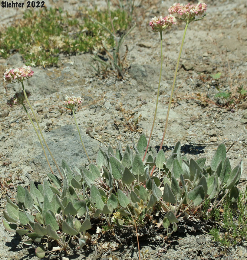 Arrowleaf Buckwheat, Heart-leaf Buckwheat, Northern Buckwheat: Eriogonum compositum var. compositum (Synonyms: Eriogonum compositum var. citrinum, Eriogonum compositum var. pilicaule, Eriogonum johnstonii, Eriogonum pilicaule)