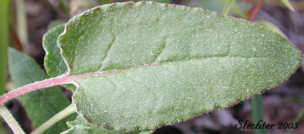 Leaf of Arrowleaf Buckwheat, Heart-leaf Buckwheat, Northern Buckwheat: Eriogonum compositum var. compositum (Synonyms: Eriogonum compositum var. citrinum, Eriogonum compositum var. pilicaule, Eriogonum johnstonii, Eriogonum pilicaule)