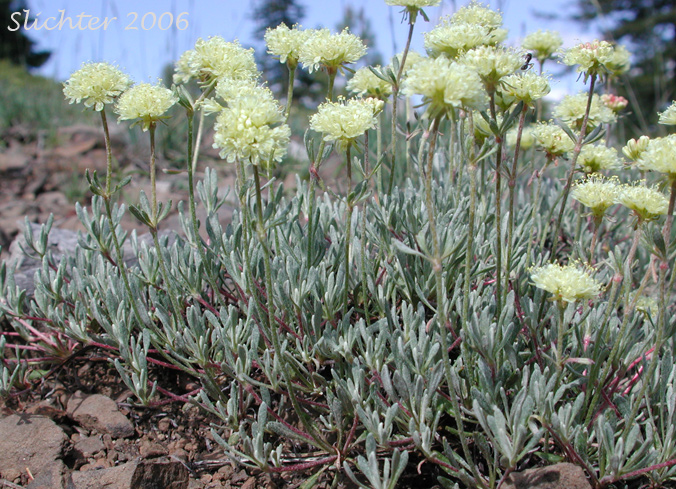 Douglas' Buckwheat: Eriogonum douglasii var. douglasii (Synonym: Eriogonum caespitosum var. douglasii)