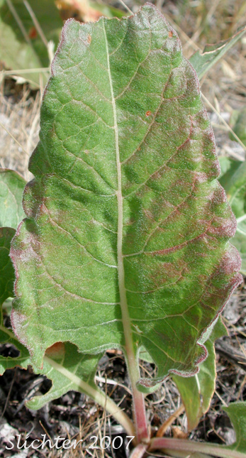 Basal leaf of Rush Buckwheat, Tall Buckwheat, Tall Woolly Buckwheat: Eriogonum elatum var. elatum (Synonym: Eriogonum elatum var. limonifolium)
