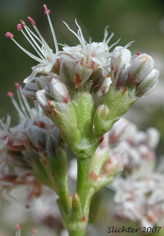 Rush Buckwheat, Tall Buckwheat, Tall Woolly Buckwheat: Eriogonum elatum var. elatum (Synonym: Eriogonum elatum var. limonifolium)