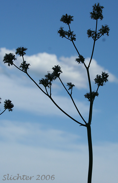 Inflorescence of Rush Buckwheat, Tall Buckwheat, Tall Woolly Buckwheat: Eriogonum elatum var. elatum (Synonym: Eriogonum elatum var. limonifolium)