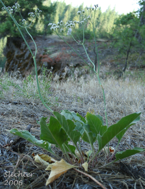 Rush Buckwheat, Tall Buckwheat, Tall Woolly Buckwheat: Eriogonum elatum var. elatum (Synonym: Eriogonum elatum var. limonifolium)