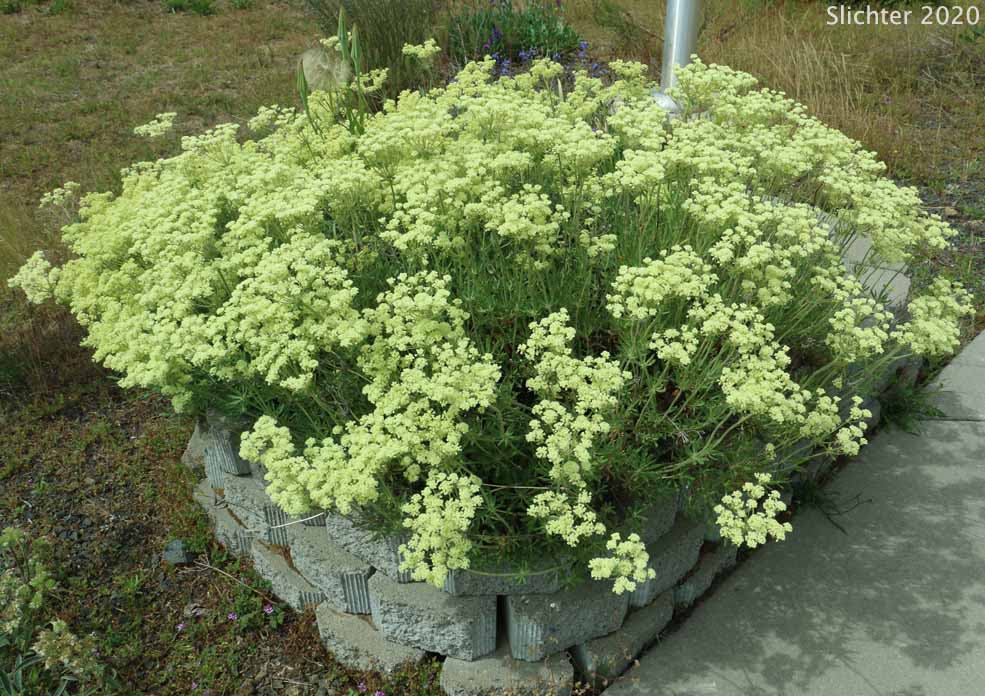 Bractless Parsnip-flower Wild Buckwheat, Parsnipflower Buckwheat, Parsnip-flowered Buckwheat, Parsnip-flowered Eriogonum, Wyeth Buckwheat: Eriogonum heracleoides (Synonyms: Eriogonum angustifolium, Eriogonum caespitosum ssp. ramosum, Eriogonum heracleoides var. angustifolium, Eriogonum heracleoides var. heracleoides, Eriogonum heracleoides var. lanatum, Eriogonum heracleoides var. leucophaeum, Eriogonum heracleoides var. minus)