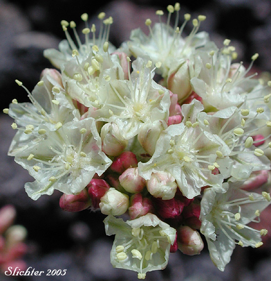 Close-up of the inflorescence of Cushion Buckwheat, Oval-leaved Buckwheat, Sierran Cushion Wild Buckwheat: Eriogonum ovalifolium var. nivale (Synonyms: Eriogonum nivale, Eriogonum rhodanthum)