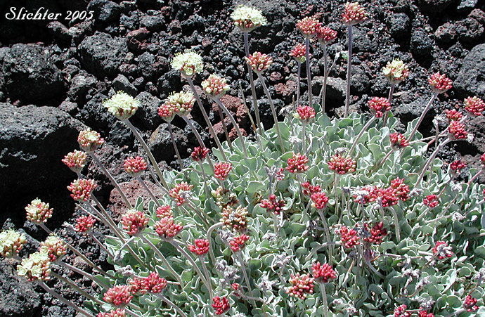 Cushion Buckwheat, Oval-leaved Buckwheat, Sierran Cushion Wild Buckwheat: Eriogonum ovalifolium var. nivale (Synonyms: Eriogonum nivale, Eriogonum rhodanthum)