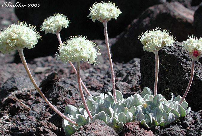 Cushion Buckwheat, Oval-leaved Buckwheat, Sierran Cushion Wild Buckwheat: Eriogonum ovalifolium var. nivale (Synonyms: Eriogonum nivale, Eriogonum rhodanthum)