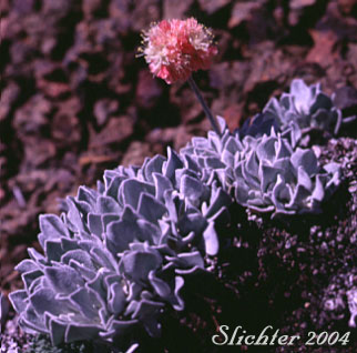 Cushion Buckwheat, Oval-leaved Buckwheat, Sierran Cushion Wild Buckwheat: Eriogonum ovalifolium var. nivale (Synonyms: Eriogonum nivale, Eriogonum rhodanthum)