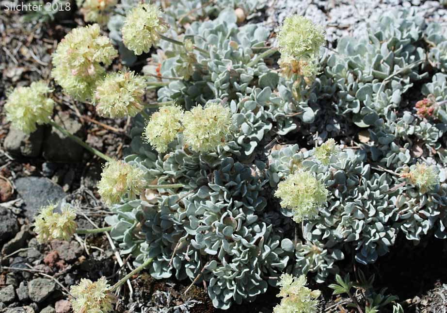 Cushion Buckwheat, Oval-leaved Buckwheat, Sierran Cushion Wild Buckwheat: Eriogonum ovalifolium var. nivale (Synonyms: Eriogonum nivale, Eriogonum rhodanthum)