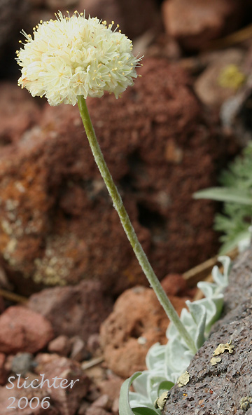 Cushion Buckwheat, Oval-leaved Buckwheat, Sierran Cushion Wild Buckwheat: Eriogonum ovalifolium var. nivale (Synonyms: Eriogonum nivale, Eriogonum rhodanthum)