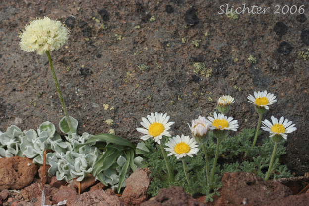 Cushion Buckwheat, Oval-leaved Buckwheat, Sierran Cushion Wild Buckwheat: Eriogonum ovalifolium var. nivale (Synonyms: Eriogonum nivale, Eriogonum rhodanthum)