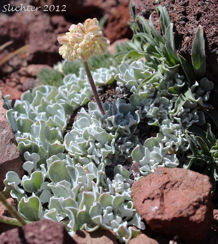 Cushion Buckwheat, Oval-leaved Buckwheat, Sierran Cushion Wild Buckwheat: Eriogonum ovalifolium var. nivale (Synonyms: Eriogonum nivale, Eriogonum rhodanthum)