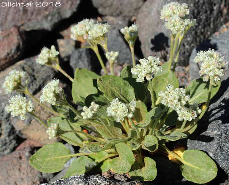 Alpine Buckwheat, Dirty Socks:Eriogonum pyrolifolium var. coryphaeum (Synonyms: Eriogonum pyrolaefolium var. coryphaeum, Eriogonum pyrolifolium var. bellingeranum)