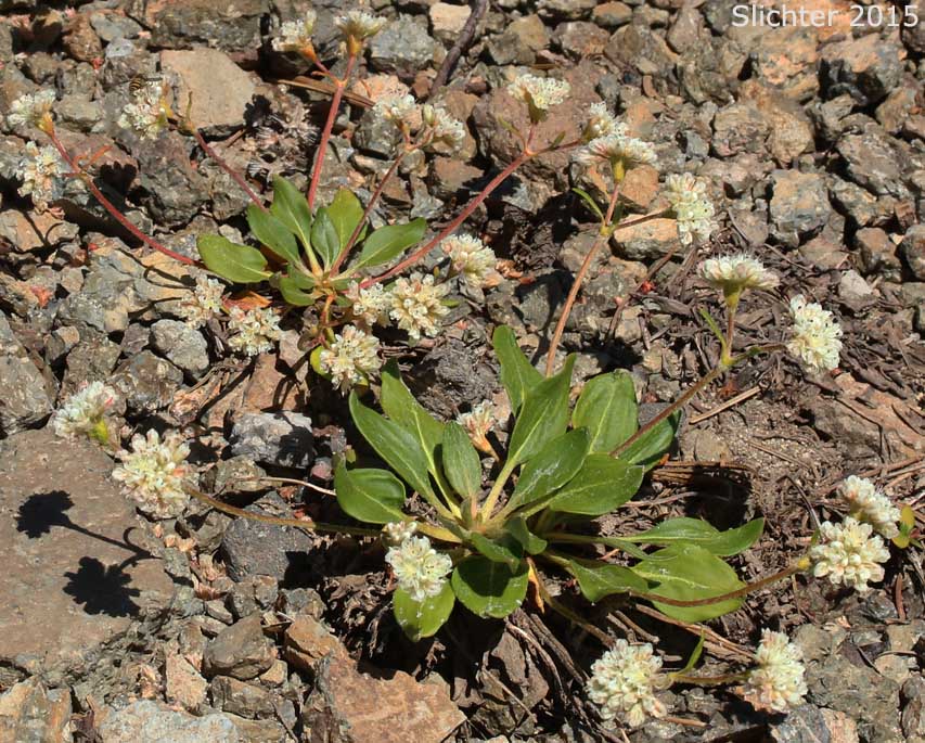 Alpine Buckwheat, Dirty Socks:Eriogonum pyrolifolium var. coryphaeum (Synonyms: Eriogonum pyrolaefolium var. coryphaeum, Eriogonum pyrolifolium var. bellingeranum)