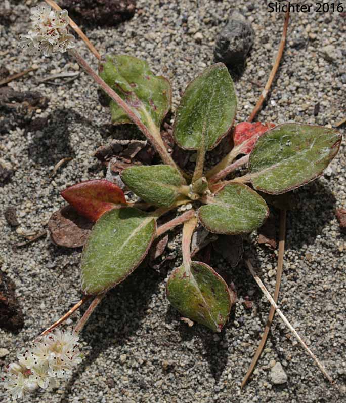 Alpine Buckwheat, Dirty Socks:Eriogonum pyrolifolium var. coryphaeum (Synonyms: Eriogonum pyrolaefolium var. coryphaeum, Eriogonum pyrolifolium var. bellingeranum)
