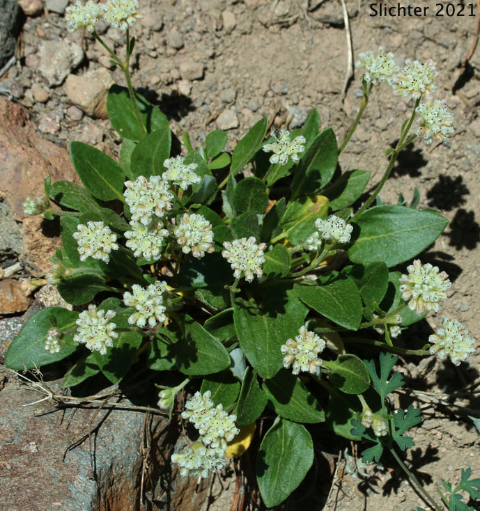 Alpine Buckwheat, Dirty Socks, Oarleaf Buckwheat: Eriogonum pyrolifolium (Synonyms: Eriogonum pyrolifolium var. bellingeranum, Eriogonum pyrolaefolium var. coryphaeum,Eriogonum pyrolifolium var. pyrolifolium)