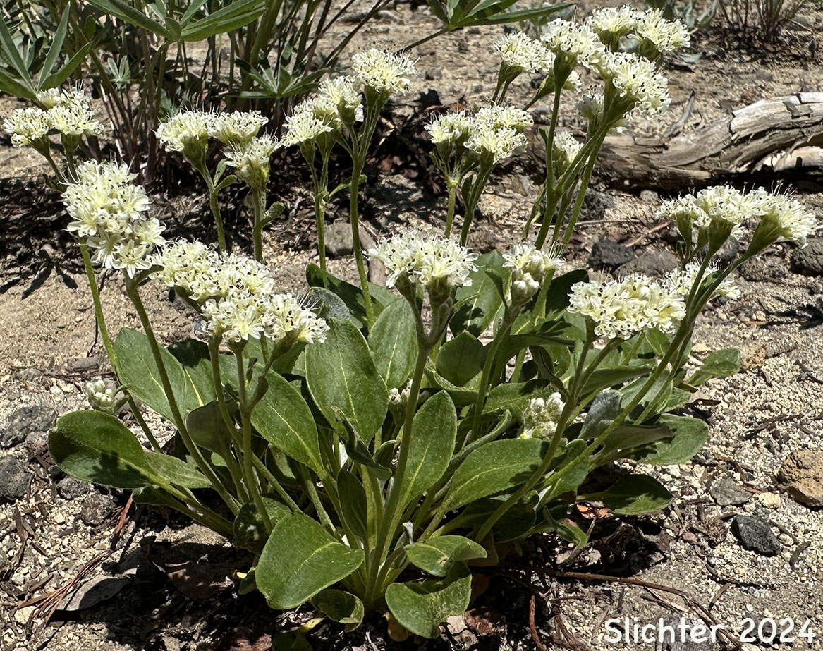 Alpine Buckwheat, Dirty Socks, Oarleaf Buckwheat: Eriogonum pyrolifolium (Synonyms: Eriogonum pyrolifolium var. bellingeranum, Eriogonum pyrolaefolium var. coryphaeum,Eriogonum pyrolifolium var. pyrolifolium)
