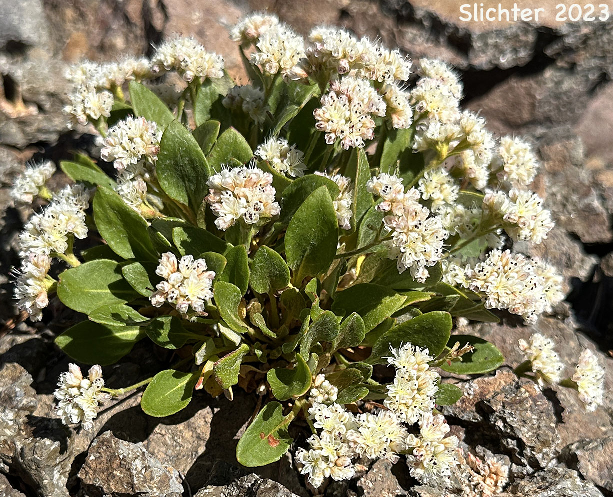 Alpine Buckwheat, Dirty Socks, Oarleaf Buckwheat: Eriogonum pyrolifolium (Synonyms: Eriogonum pyrolifolium var. bellingeranum, Eriogonum pyrolaefolium var. coryphaeum,Eriogonum pyrolifolium var. pyrolifolium)