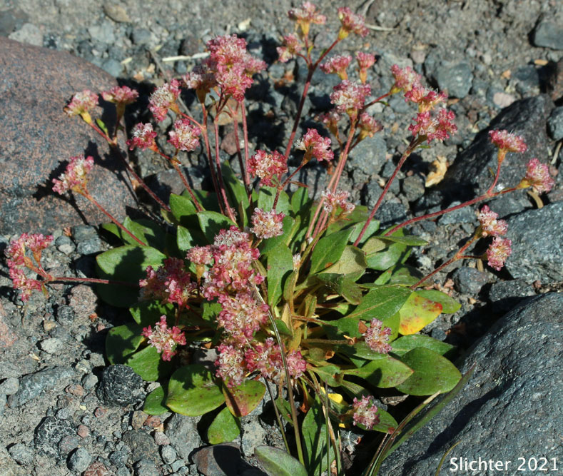 Alpine Buckwheat, Dirty Socks, Oarleaf Buckwheat: Eriogonum pyrolifolium (Synonyms: Eriogonum pyrolifolium var. bellingeranum, Eriogonum pyrolaefolium var. coryphaeum,Eriogonum pyrolifolium var. pyrolifolium)