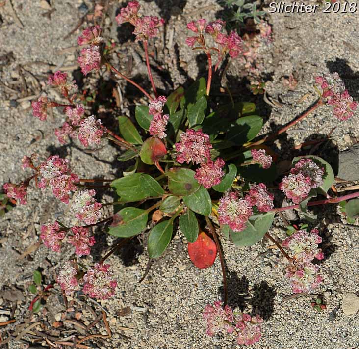 Alpine Buckwheat, Dirty Socks:Eriogonum pyrolifolium var. coryphaeum (Synonyms: Eriogonum pyrolaefolium var. coryphaeum, Eriogonum pyrolifolium var. bellingeranum)