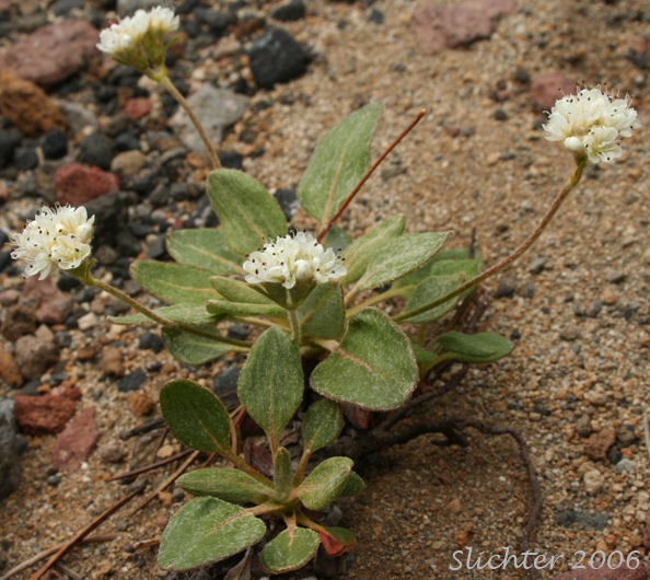 Alpine Buckwheat, Dirty Socks:Eriogonum pyrolifolium var. coryphaeum (Synonyms: Eriogonum pyrolaefolium var. coryphaeum, Eriogonum pyrolifolium var. bellingeranum)