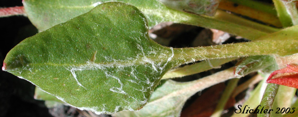 Basal leaf of Alpine Buckwheat, Dirty Socks:Eriogonum pyrolifolium var. coryphaeum (Synonyms: Eriogonum pyrolaefolium var. coryphaeum, Eriogonum pyrolifolium var. bellingeranum)