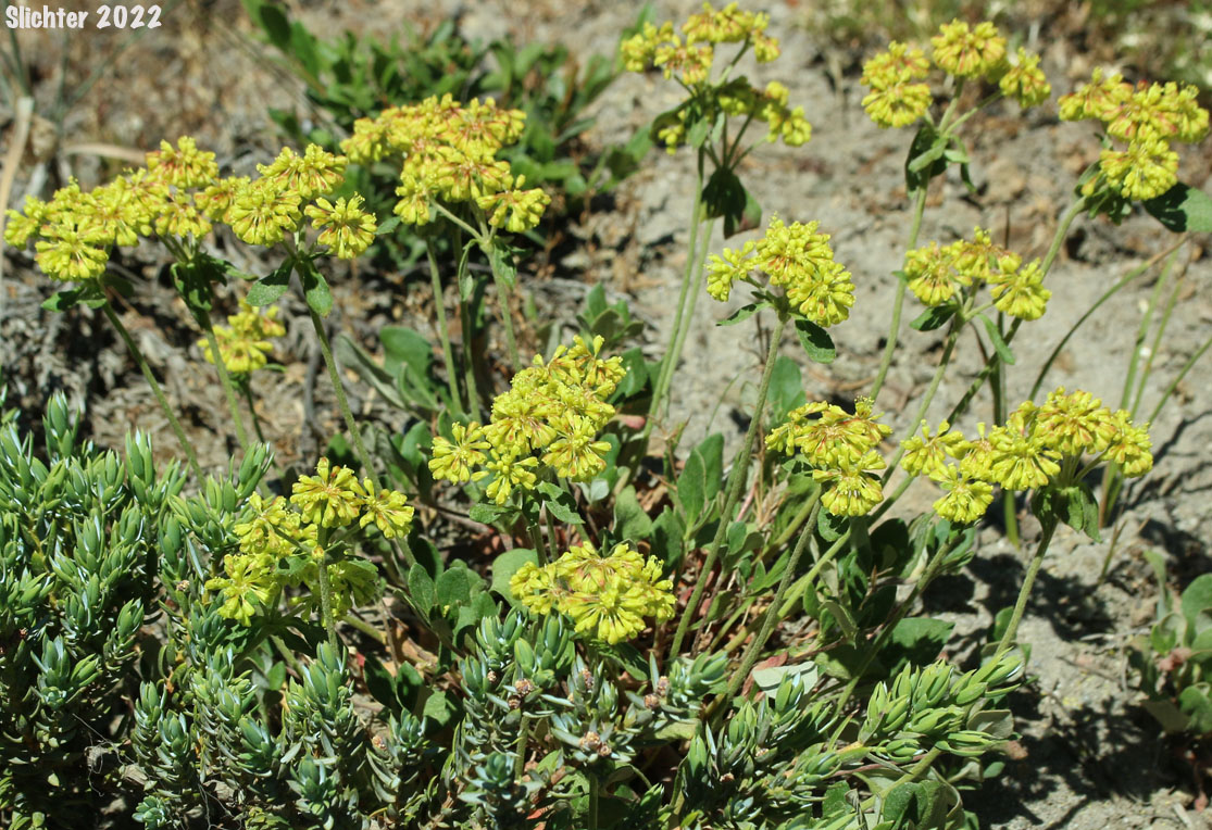 Sandberg's Sulphurflower Buckwheat, Sandberg's Sulphur Flower: Eriogonum umbellatum var. sandbergii