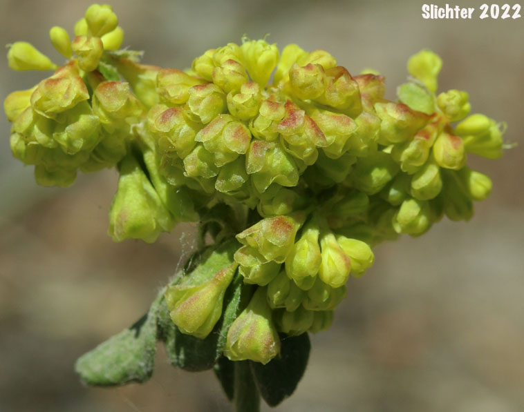 Sandberg's Sulphurflower Buckwheat, Sandberg's Sulphur Flower: Eriogonum umbellatum var. sandbergii